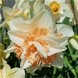 Narcissus (Daffodil) 'Delnashaugh'. Loose, Per 10 Bulbs.